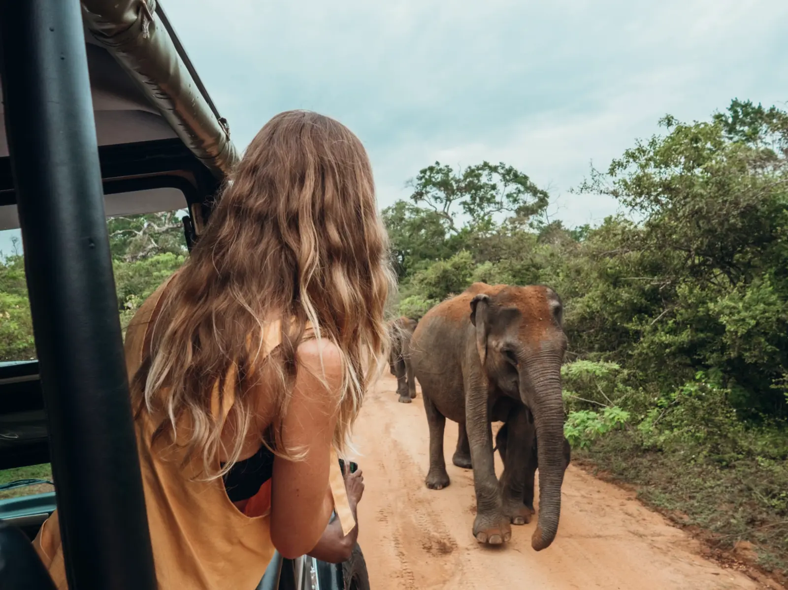 A close wildlife encounter with elephants from a safari jeep
